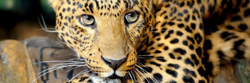 Animal_RL's profile banner image