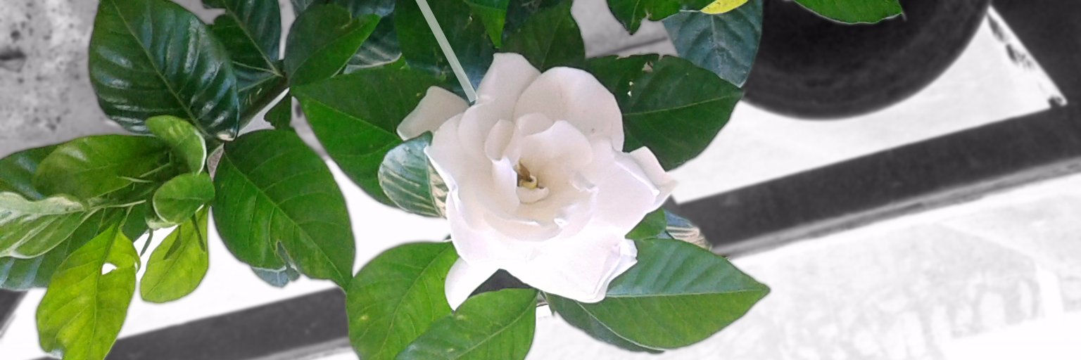EdithLvh's profile banner image