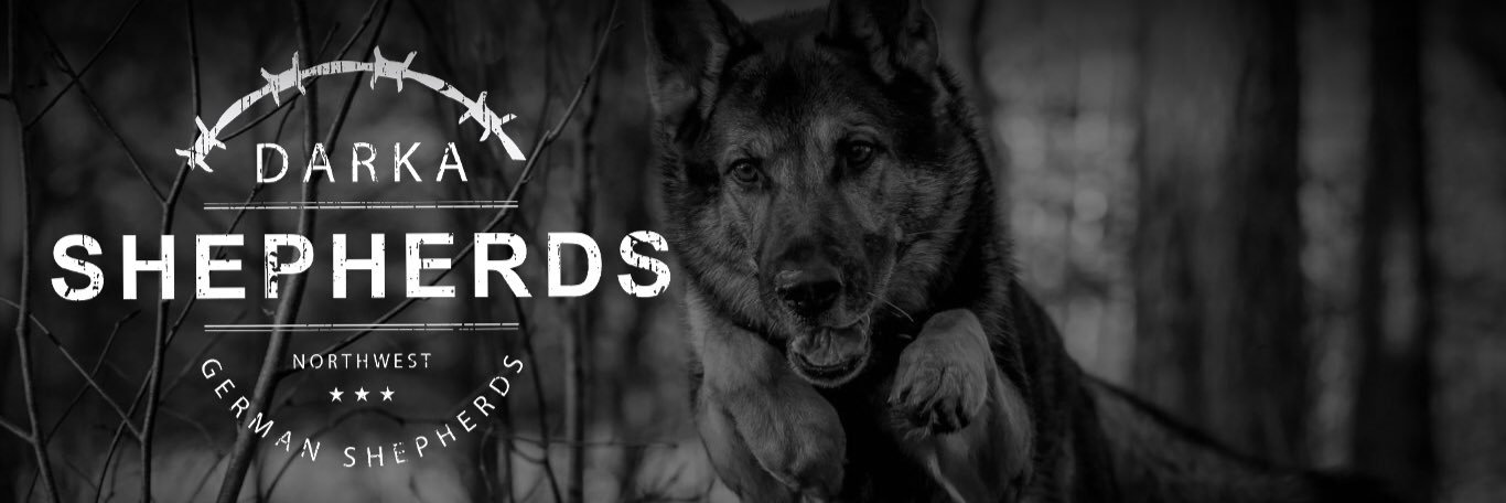 darkaK9's profile banner image