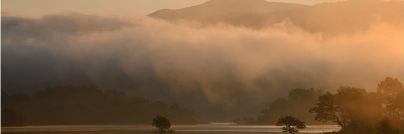 Carolina Cocina banner