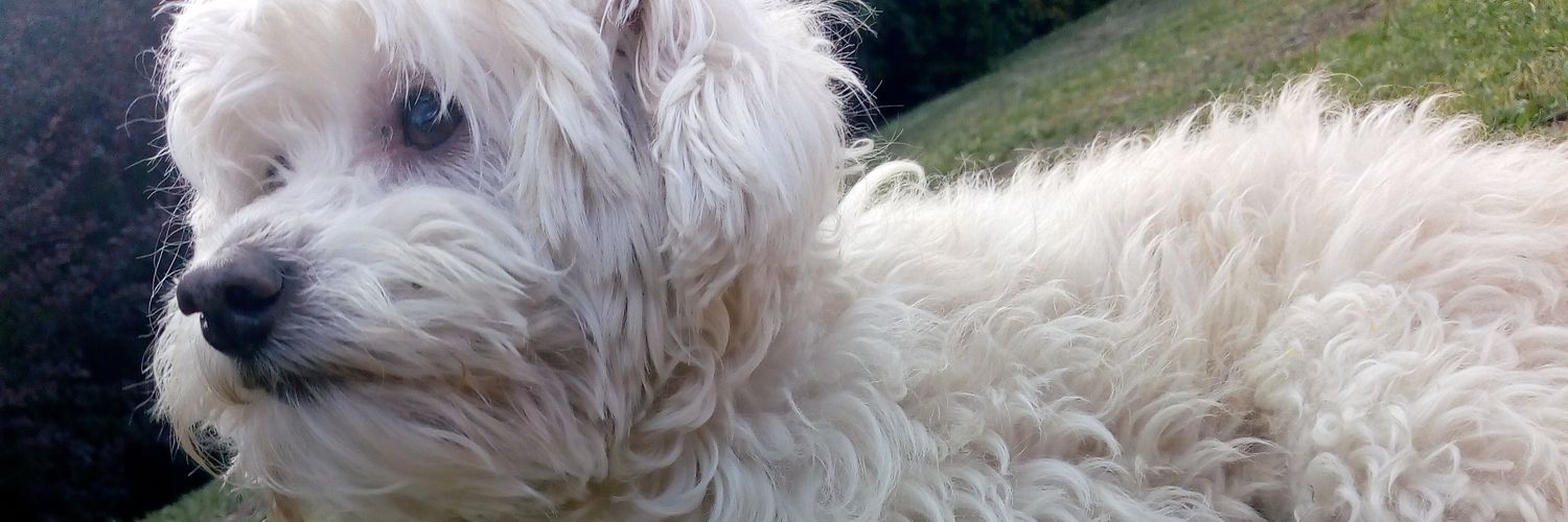 CabadaVicky's profile banner image