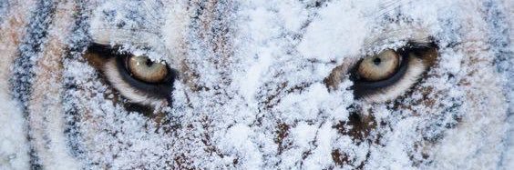 Quan banner