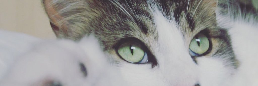 CamilleFalcon banner