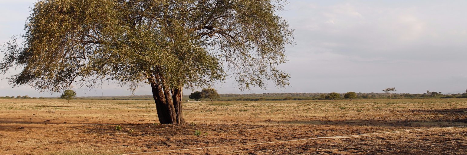 Dzimar Prakoso banner