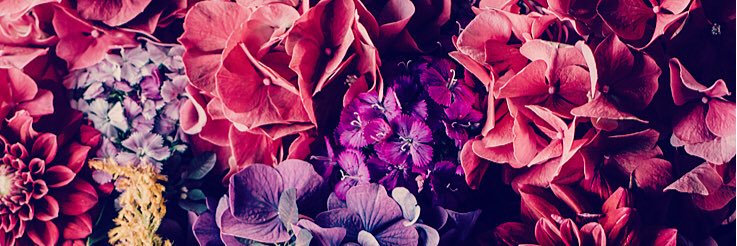MadisonElliot10's profile banner image