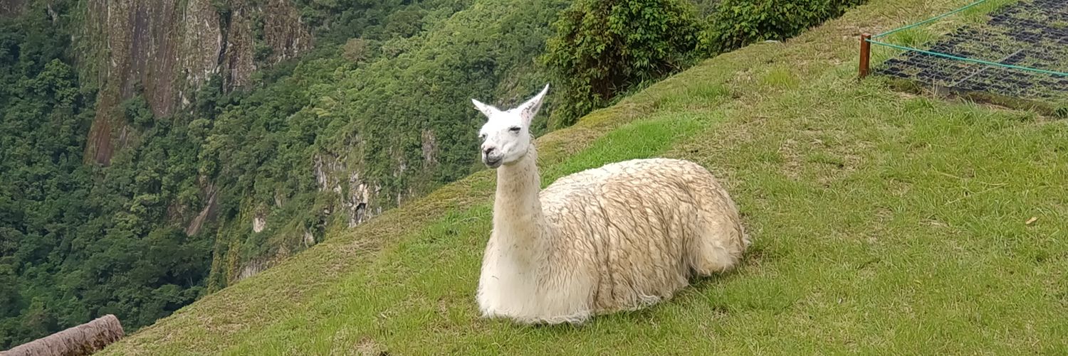 Dakarmej's profile banner image