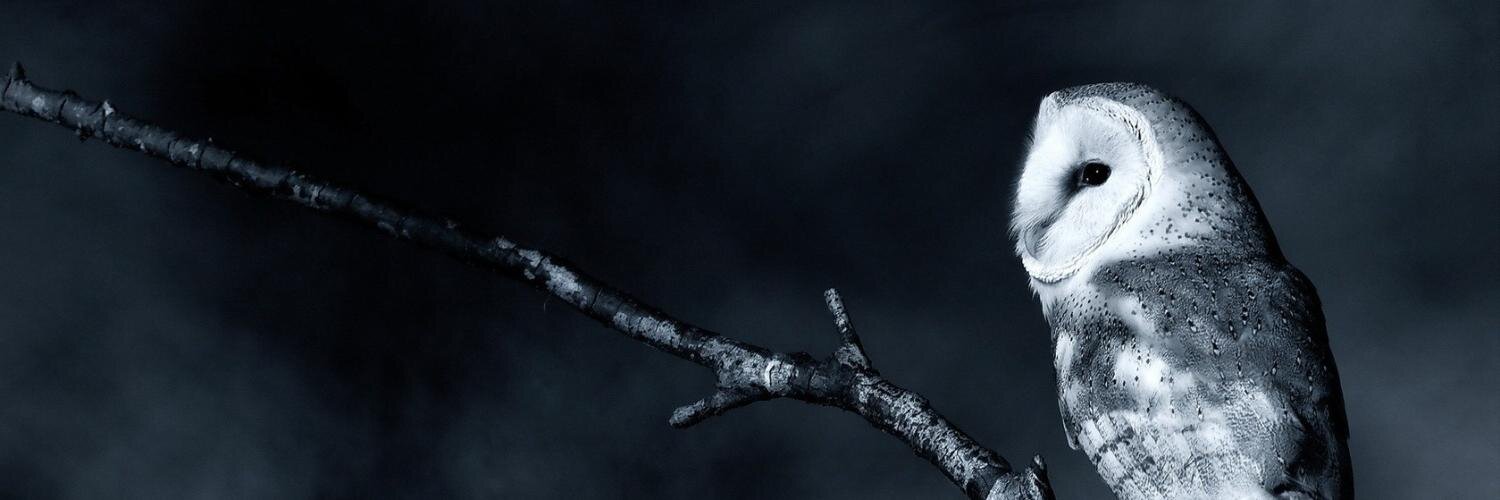 Baepriℓ 🦉♏️ banner