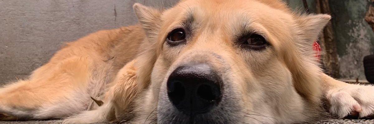 lysatjsl's profile banner image