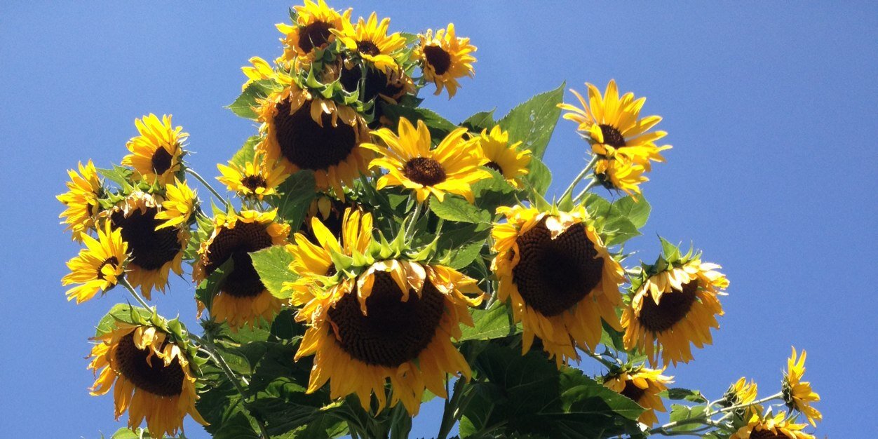 gab_carrera's profile banner image