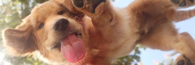 heatherscheittt's profile banner image