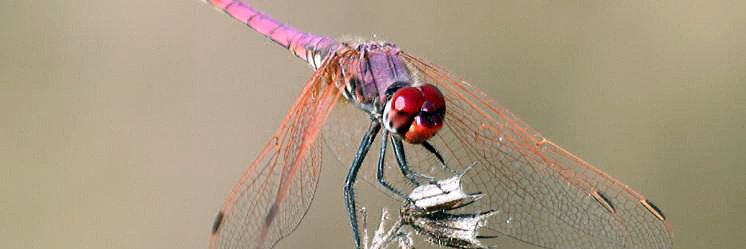 Allen Stuart Holmes banner