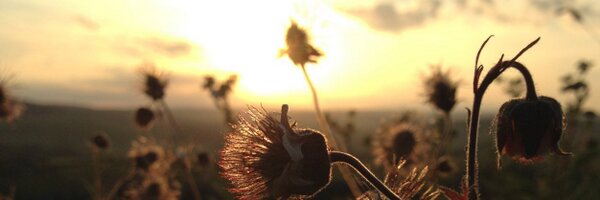 misskitty41 Profile Banner