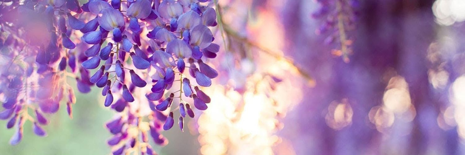 dark_amethyst14's profile banner image
