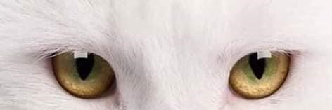 LIBROROSALES's profile banner image