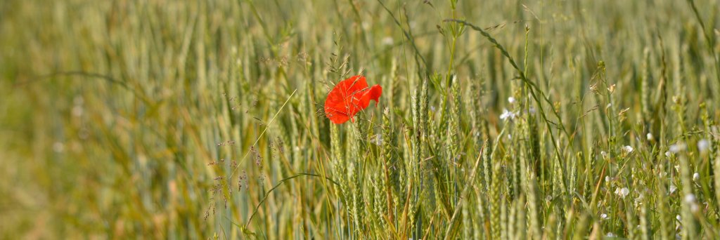 WildHethersett banner