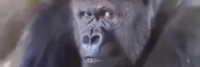fumemes banner