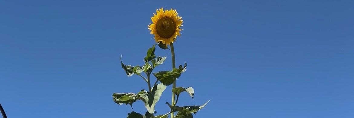 nennnapea's profile banner image