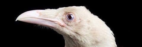10kcrows's profile banner image