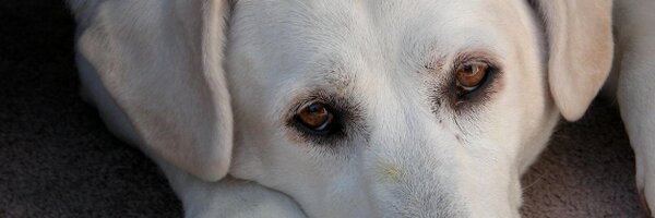 joelengel Profile Banner