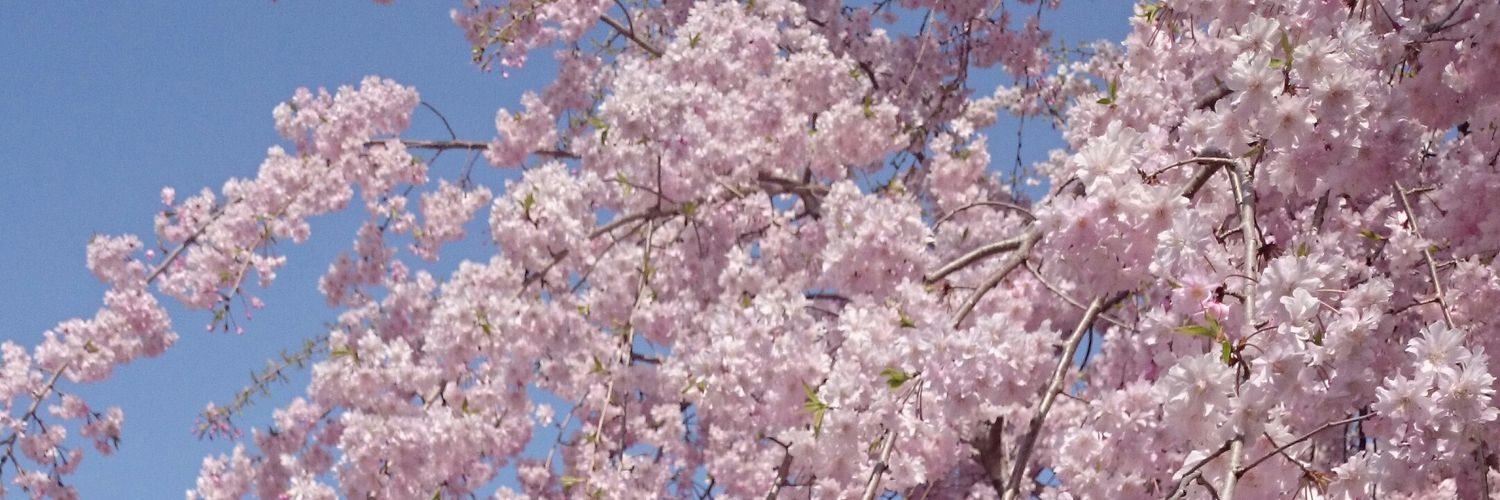 aiyama_sa's profile banner image