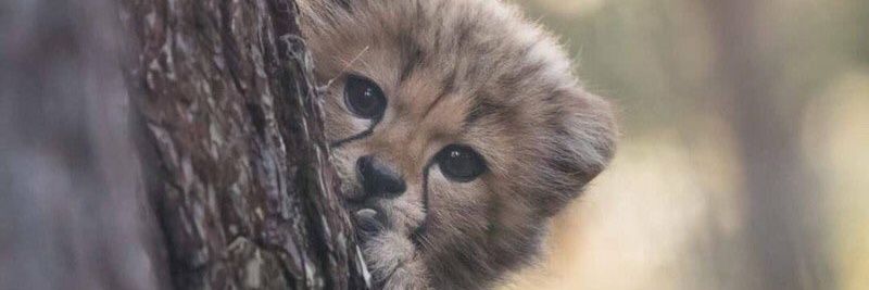 ⁰²ⓞⓘⓛⓔⓔ₁₉₉₉🦁 banner