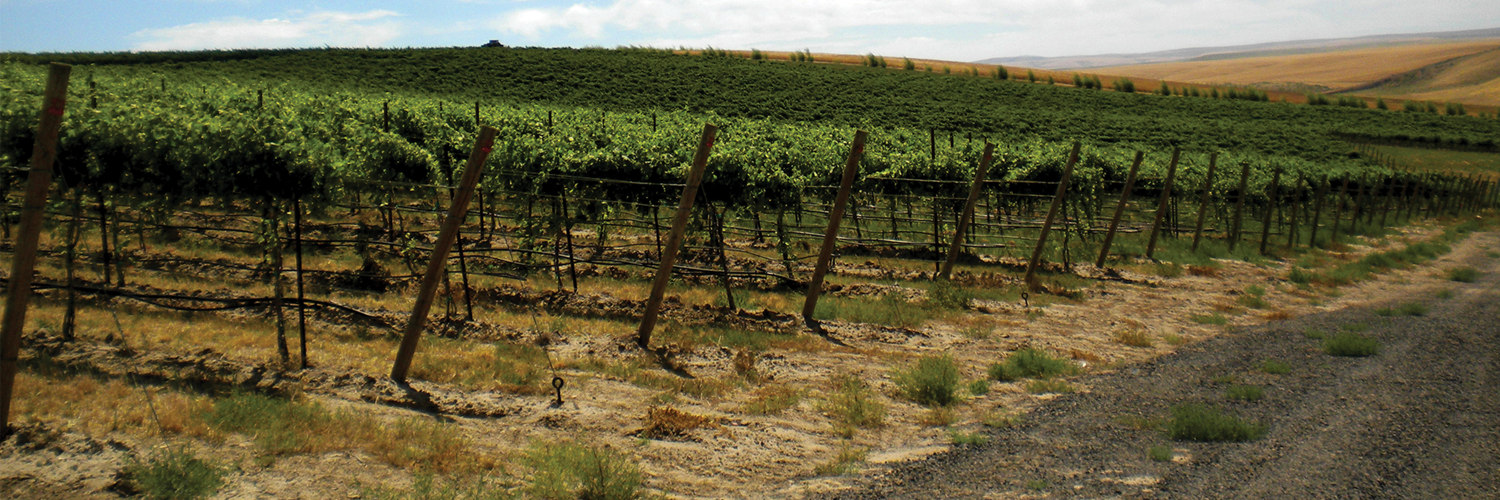 EchoRdgeCellars's profile banner image