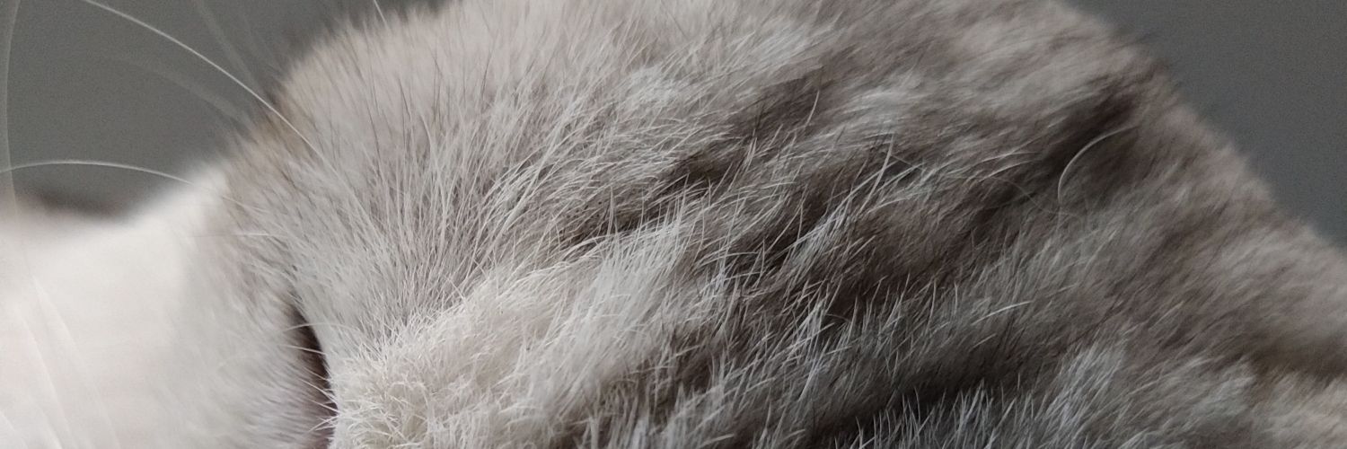 lrntnfdlh's profile banner image