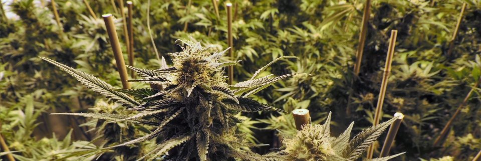 Cannabis Today banner