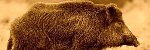 Boar Pig banner