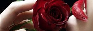 BestialInsanity's profile banner image