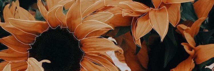 Carduusnutans19's profile banner image