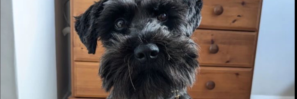 schnauzer_the's profile banner image