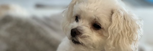 DanielaCarla00 Profile Banner