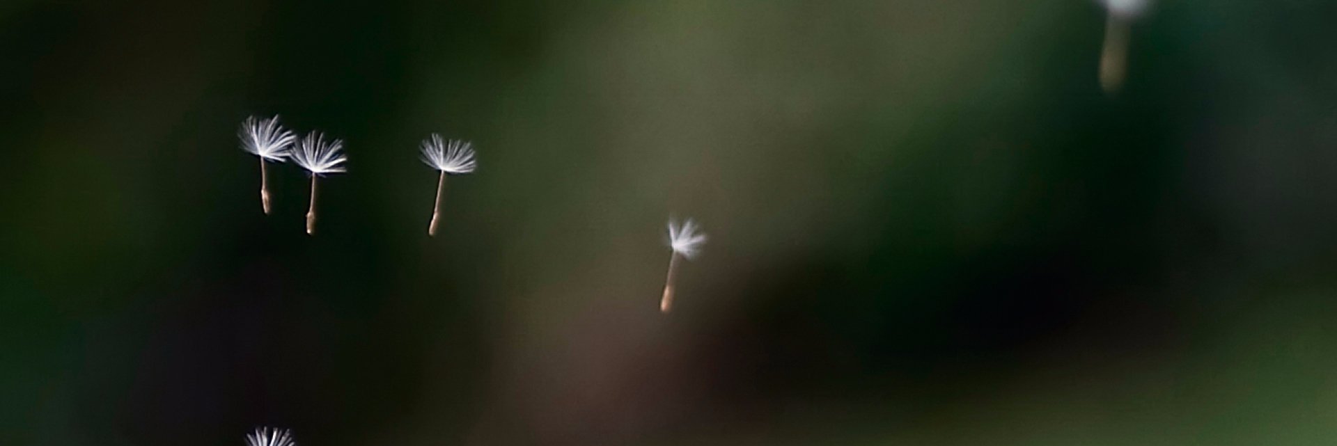 Tramusings's profile banner image