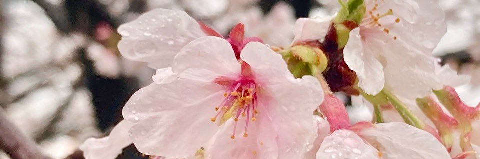 itoru1124's profile banner image