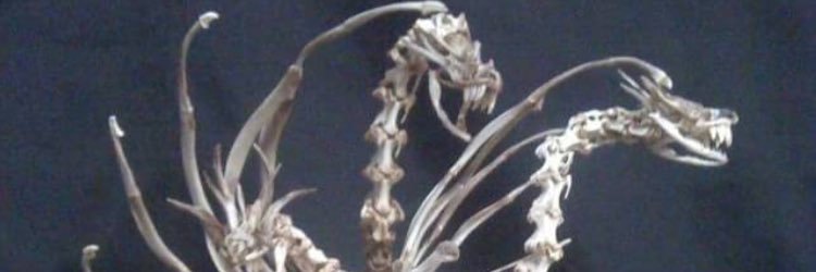 シャアてるとし banner