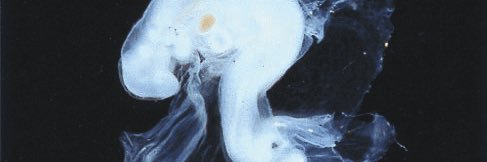 PheralPhant's profile banner image