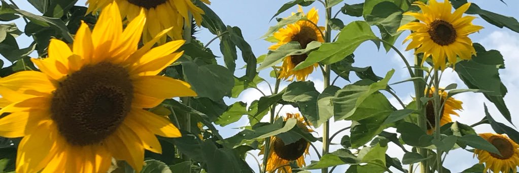Kailey Ritch banner