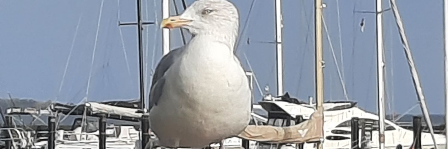 atisha71 🪰🪰🐒🐀 banner