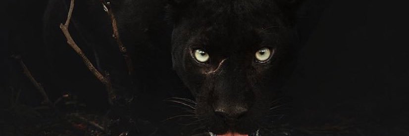 MTalvess7's profile banner image