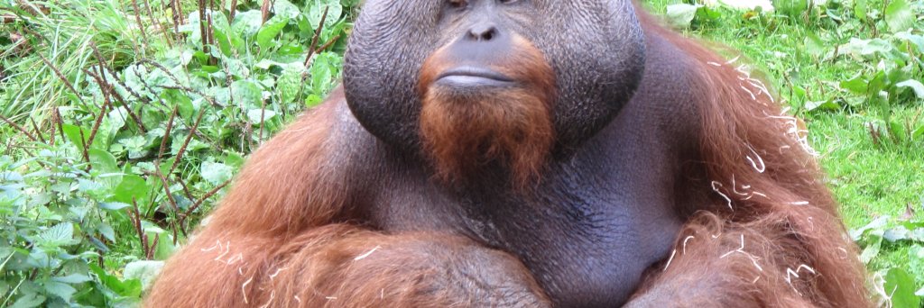 MullionStuart's profile banner image