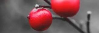 3Alabood banner