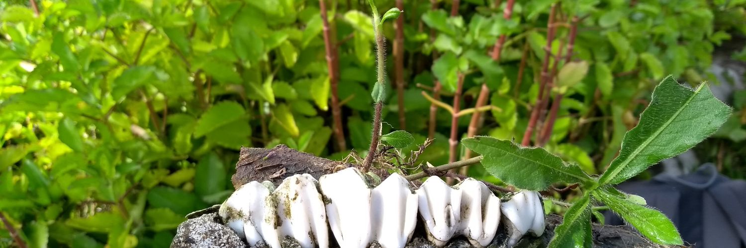 Nelson Falcón-Espitia banner