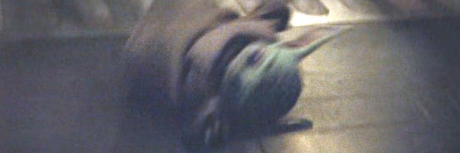 palmjae's profile banner image