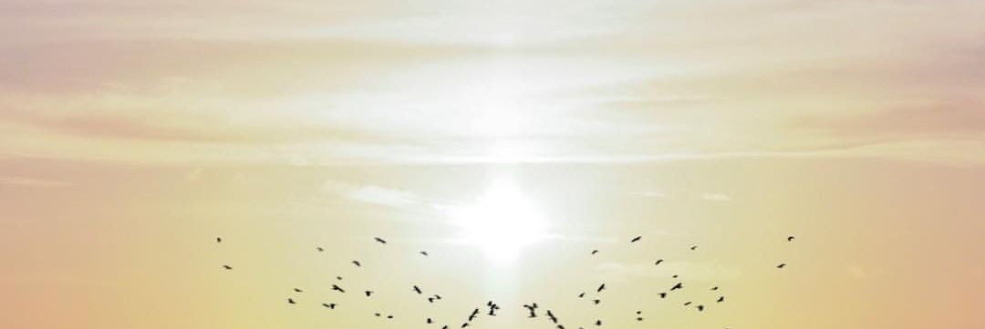 eviratriwulandr's profile banner image