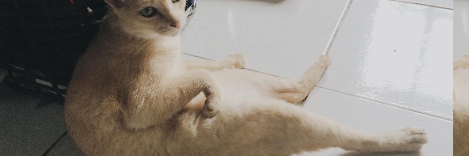 Duckkyyz's profile banner image