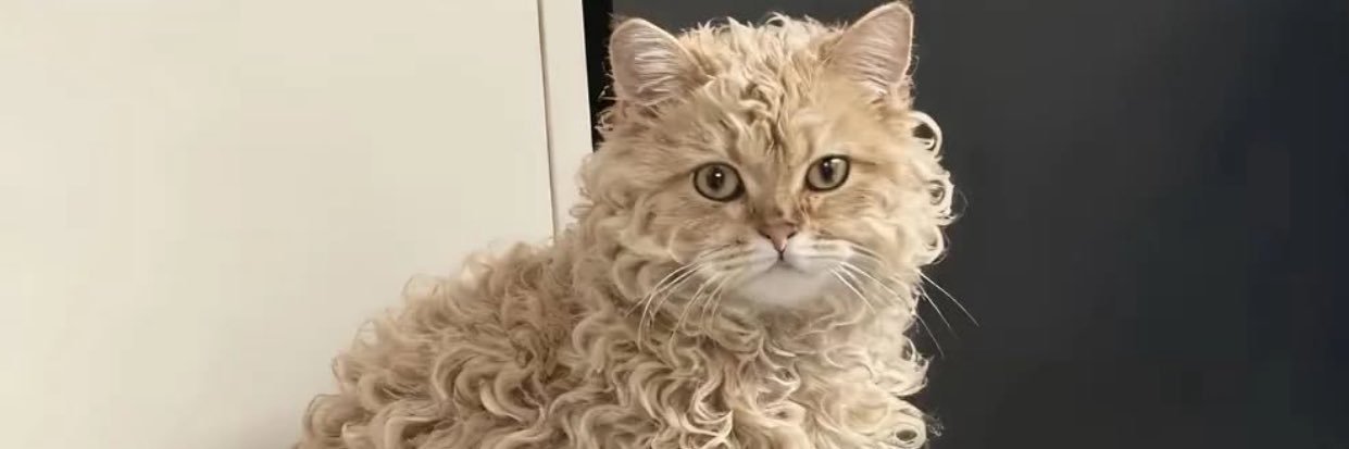 jacob Bethell enthusiast banner