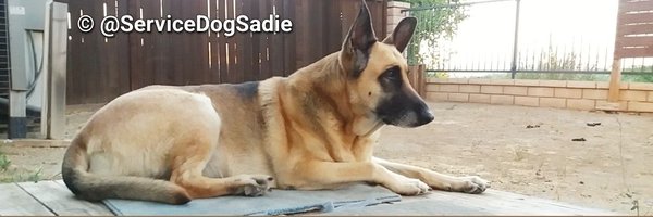 ServiceDogSadie Profile Banner