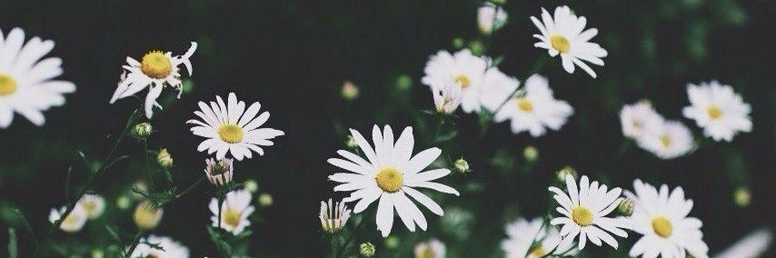 Daisy's day banner
