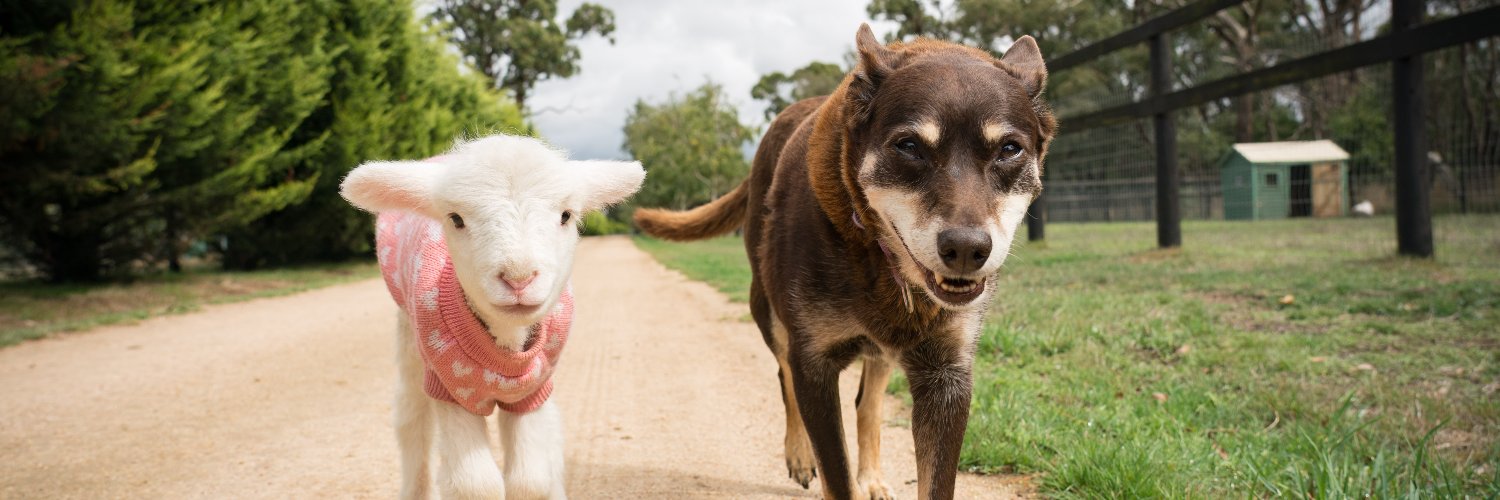 edgarsmission's profile banner image